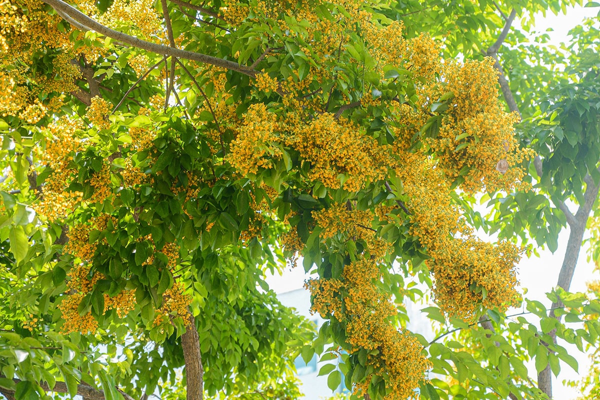 Lá cây và hoa của sưa vàng