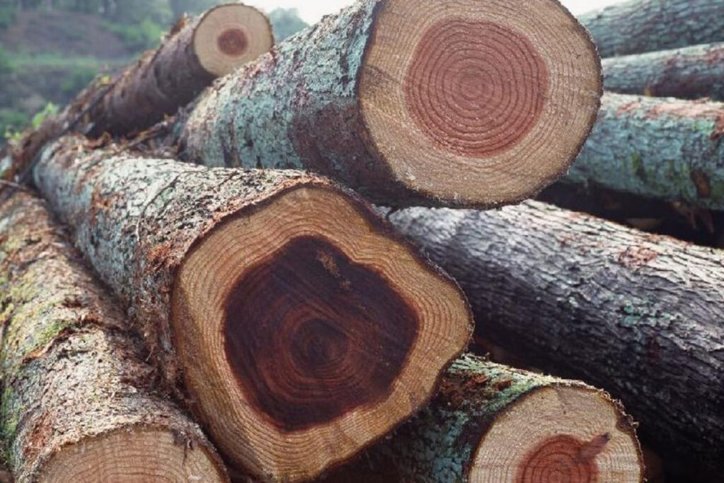 Thân cây gỗ gụ khi mới được khai thác
